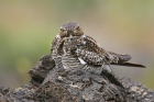 Common Nighthawk by Mick Dryden