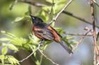 Orchard Oriole by Mick Dryden