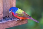 Painted Bunting by Romano da Costa