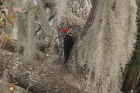 Pileated Woodpecker by Mick Dryden Pileated Woodpecker by Mick Dryden