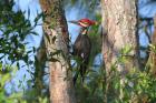 Pileated Woodpecker by Miranda Collett