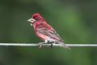 Purple Finch by Mick Dryden