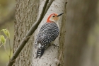 Red bellied Woodpecker by Mick Dryden