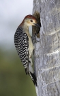Red-bellied Woodpecker by Kris Bell Red-bellied Woodpecker by Kris Bell