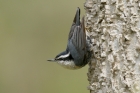 Red breasted Nuthatch by Mick Dryden