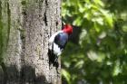 Red-headed Woodpecker by Mick Dryden