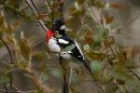 Rose breasted Grosbeak by Mick Dryden Rose breasted Grosbeak by Mick Dryden