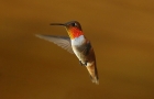 Rufous Hummingbird by Mick Dryden
