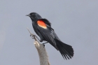 Red-winged Blackbird by Mick Dryden