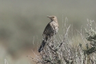 Sage Thrasher by Mick Dryden