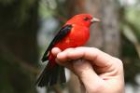Scarlet Tanager by Mick Dryden