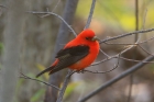 Scarlet Tanager by Mick Dryden Scarlet Tanager by Mick Dryden