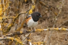 Spotted Towhee by Mick Dryden