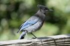 Steller's Jay by Mick Dryden