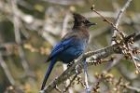 Steller's Jay by Mick Dryden