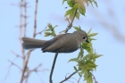 Tufted Tit by Mick Dryden