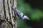 White-breasted Nuthatch by Mick Dryden