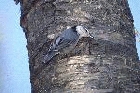 White breasted Nuthatch by Mick Dryden White breasted Nuthatch by Mick Dryden