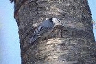 White breasted Nuthatch by Mick Dryden