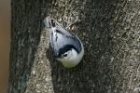 White breasted Nuthatch by Mick Dryden White breasted Nuthatch by Mick Dryden