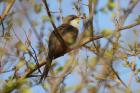 Yellow-billed Cuckoo by Mick Dryden