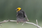 Yellow-headed Blackbird by Mick Dryden