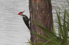 Pileated Woodpecker by Miranda Collett Pileated Woodpecker by Miranda Collett