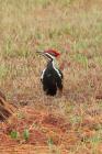 Pileated Woodpecker by Miranda Collett