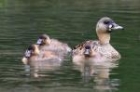 White backed Duck by Mick Dryden