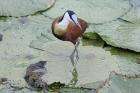 African Jacana by Mick Dryden