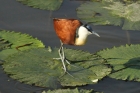 African Jacana by Mick Dryden