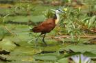 African Jacana by Mick Dryden African Jacana by Mick Dryden