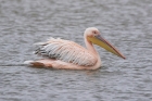 African White Pelican by Mick Dryden