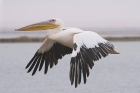 African White Pelican by Mick Dryden