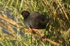 Black Crake by Mick Dryden