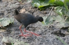 Black Crake by Mick Dryden