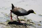 Black Crake by Mick Dryden