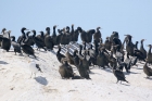 Cape Cormorant by Mick Dryden