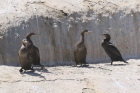 Cape Cormorant by Mick Dryden