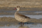 Cape Teal by Mick Dryden