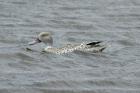 Cape Teal by Mick Dryden Cape Teal by Mick Dryden