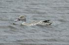 Cape Teal by Mick Dryden