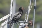Crowned Cormorant by Mick Dryden