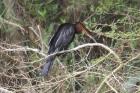 African Darter by Mick Dryden