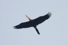 African Darter by Mick Dryden African Darter by Mick Dryden