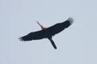 African Darter by Mick Dryden