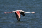 Greater Flamingo by Mick Dryden