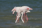 Greater Flamingo by Mick Dryden