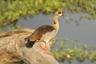 Egyptian Goose by Mick Dryden