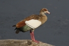 Egyptian Goose by Mick Dryden